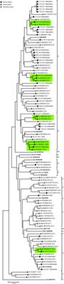 Molecular Characterization of HEV Genotype 3 in Italy at Human/Animal Interface